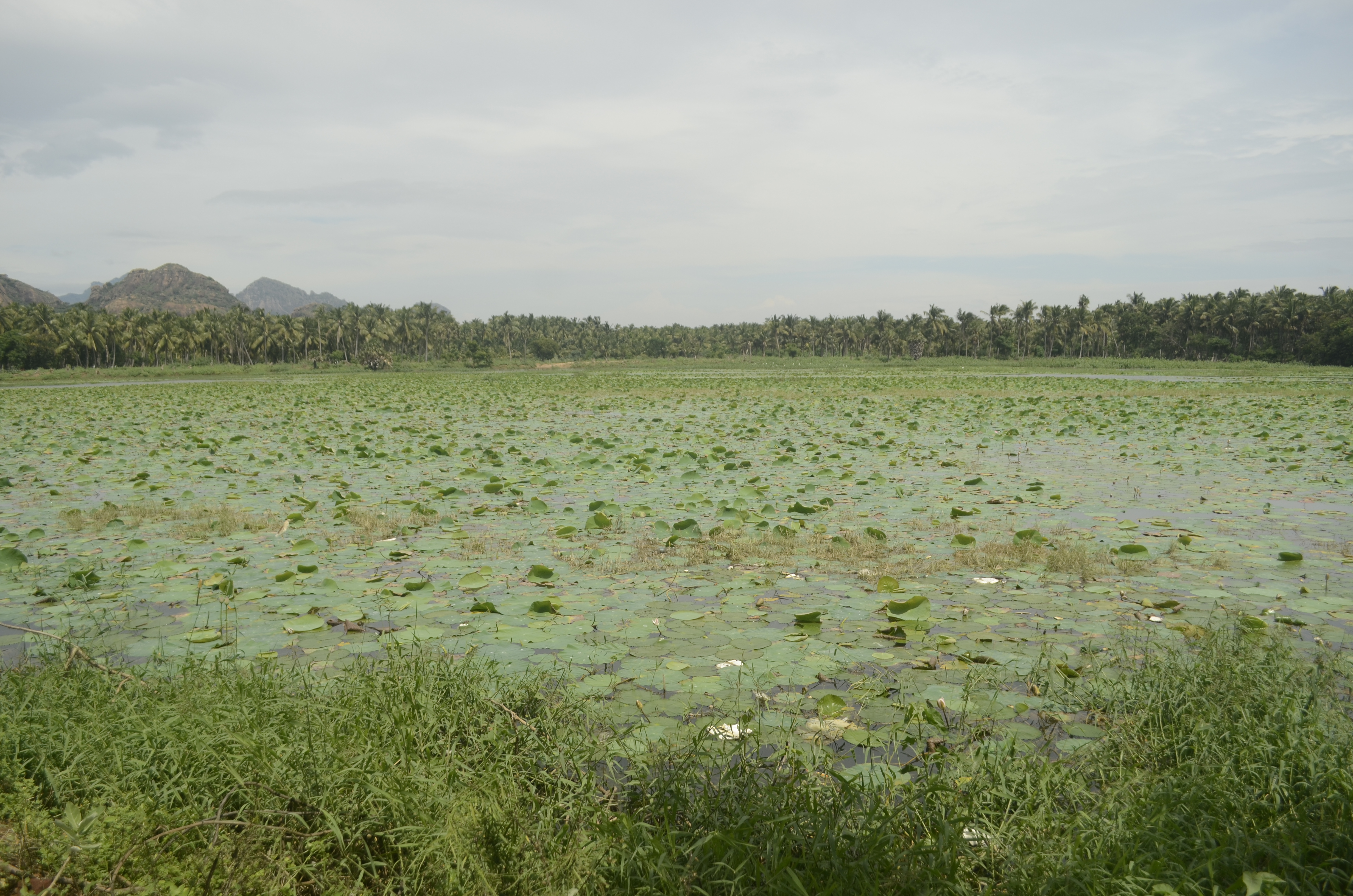Nelumbo nucifera, Sacred lotus — spreading deciduous (Nelumbonaceae) (image 2 of 3)