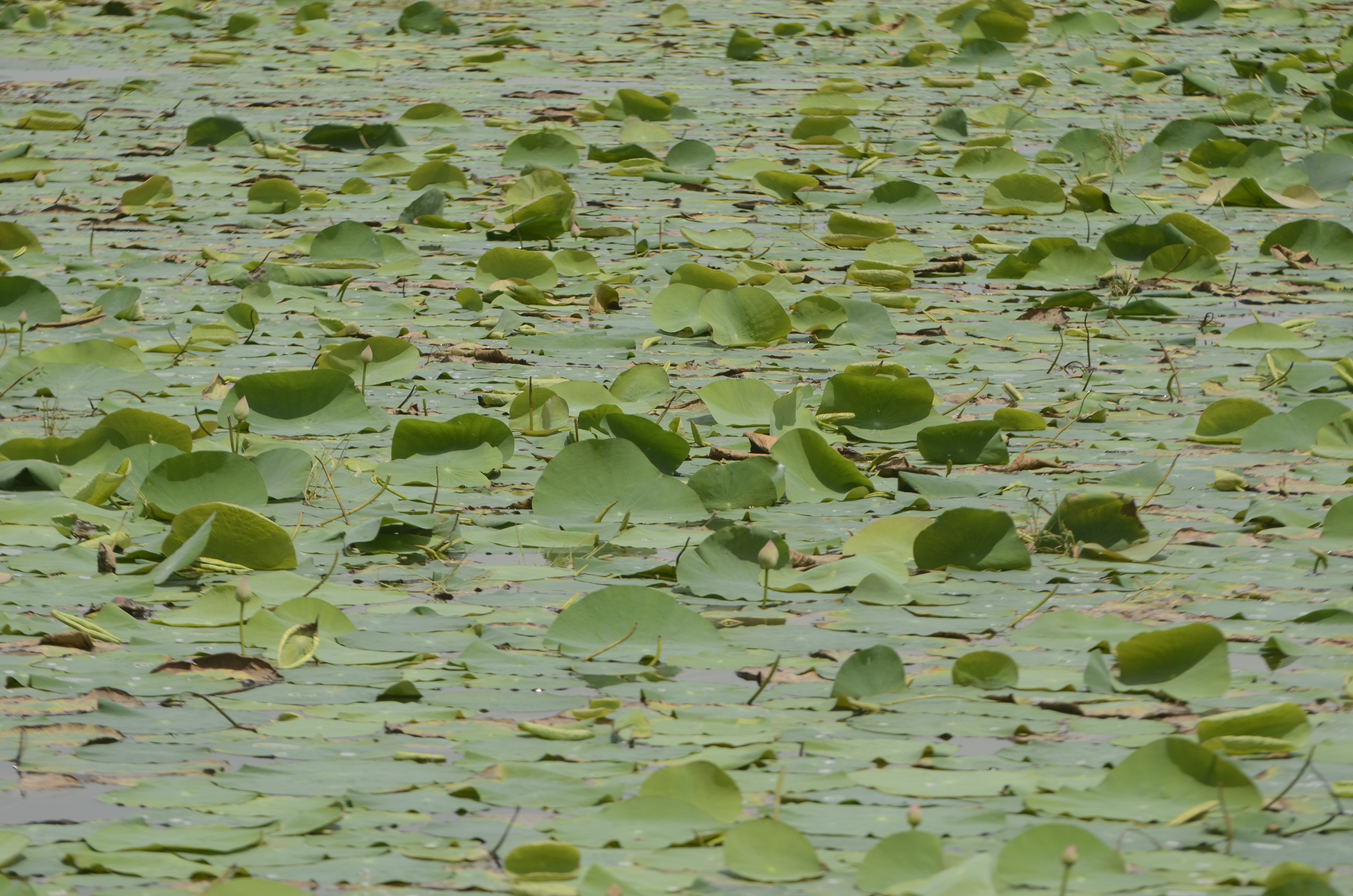 Nelumbo nucifera, Sacred lotus — spreading deciduous (Nelumbonaceae) (image 3 of 3)