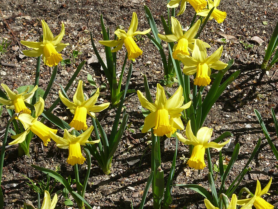 Narcissus 'February Gold' (February Gold Daffodil)