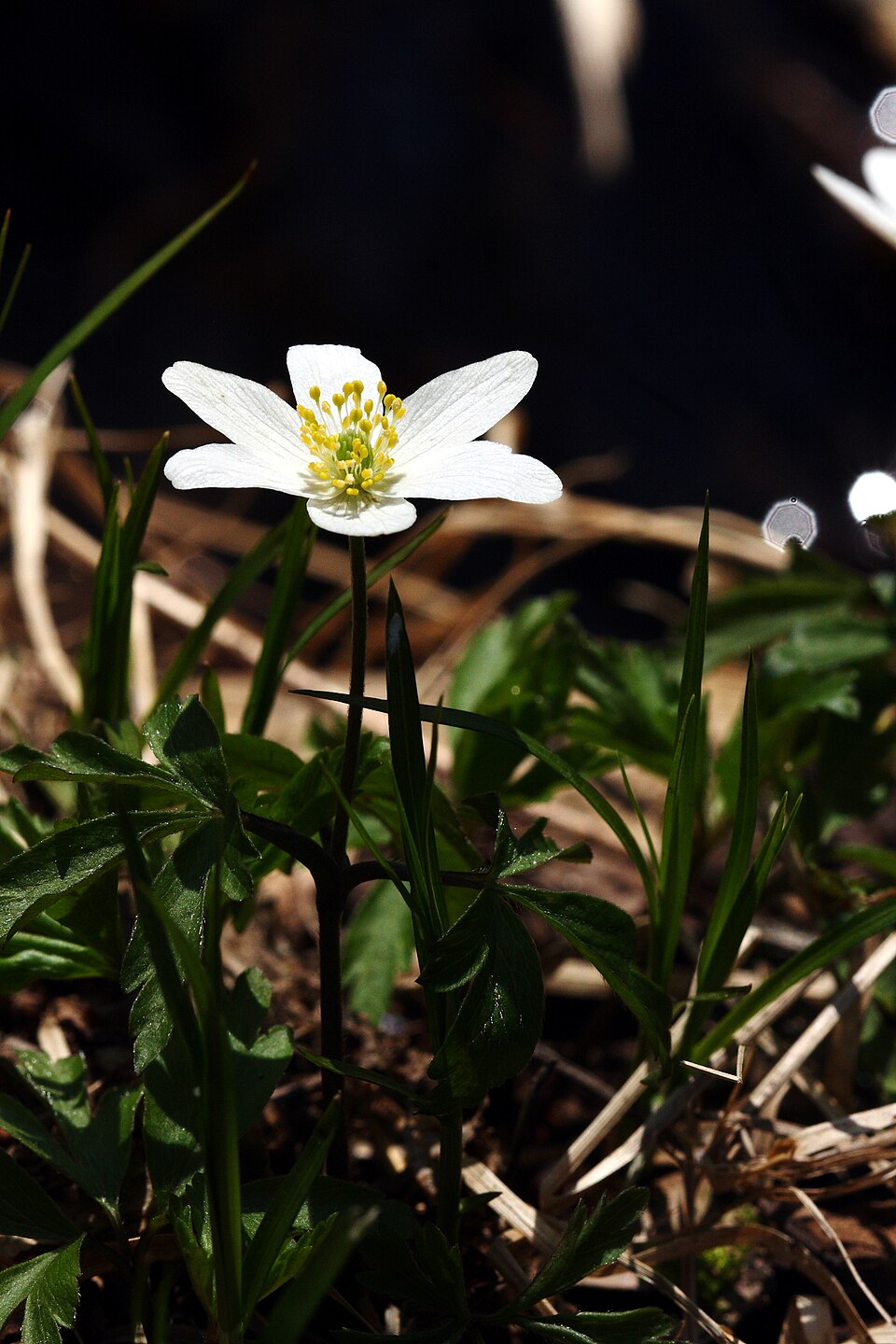 Anemone nemorosa (wood anemone) (alternate view 3)