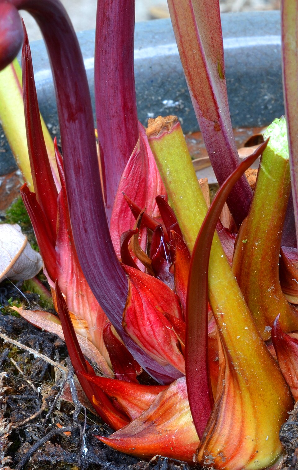 Sarracenia leucophylla (white pitcher plant) (alternate view 9)