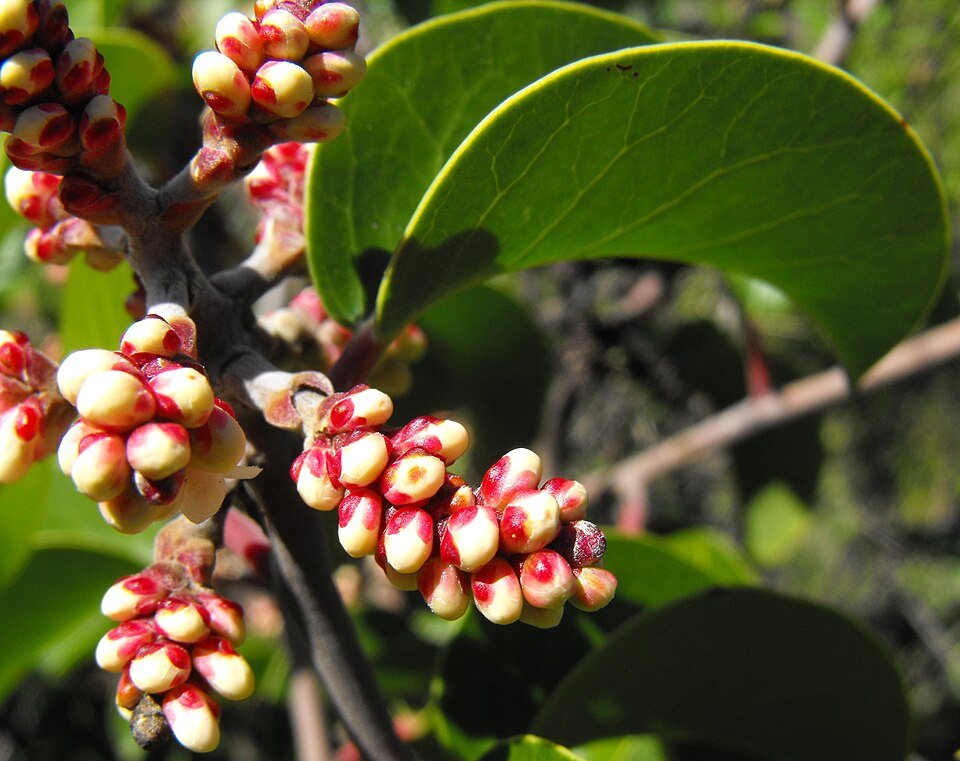 Rhus ovata (sugar bush) (alternate view 9)