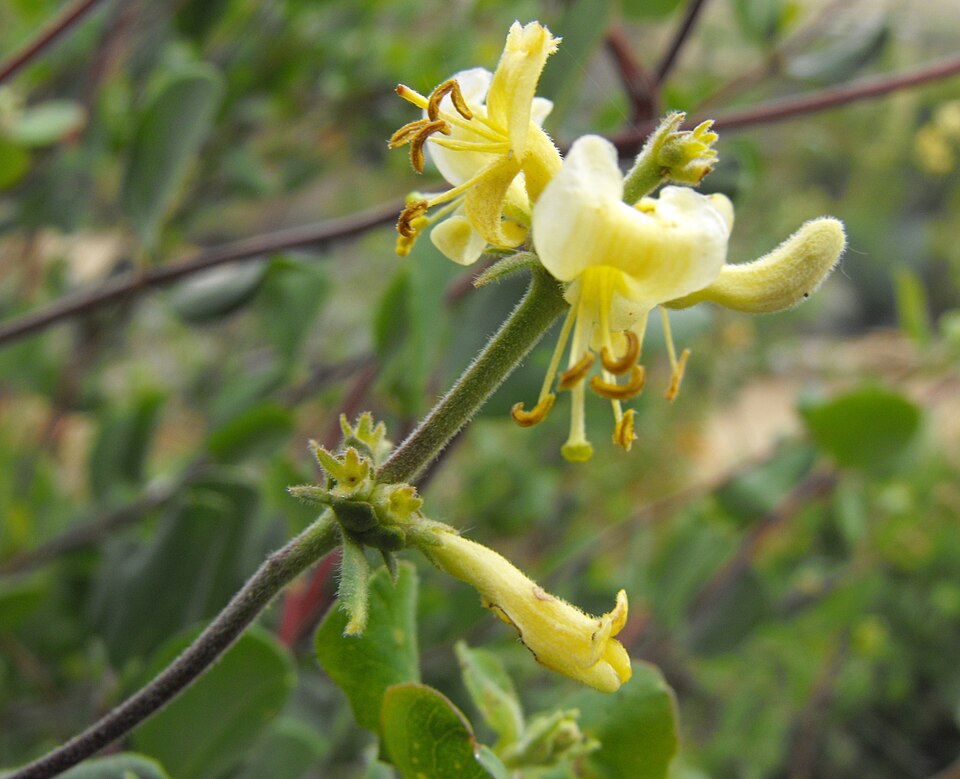 Lonicera subspicata (Southern Honeysuckle) (alternate view 7)