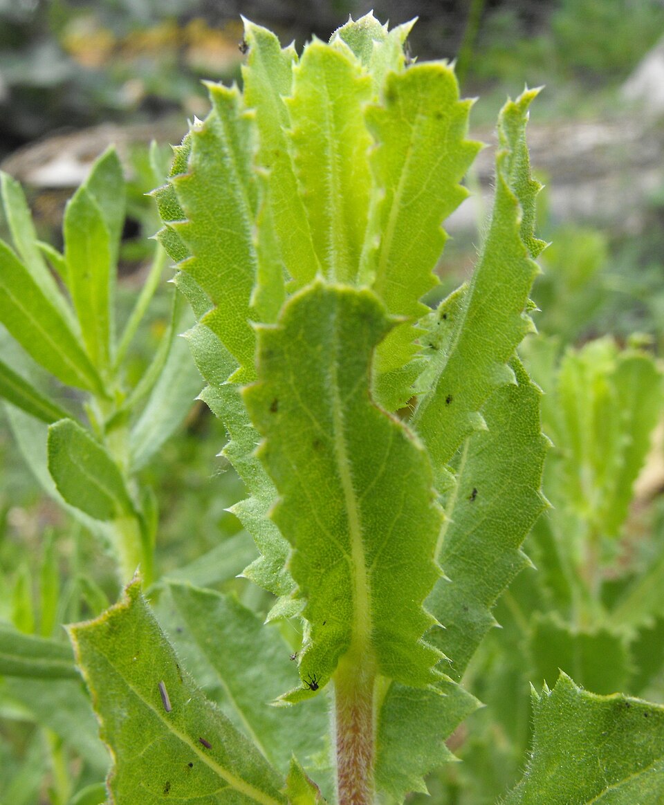 Hazardia squarrosa (saw-toothed goldenbush) (alternate view 7)
