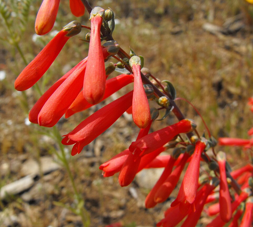 Penstemon centranthifolius (scarlet bugler) (alternate view 7)