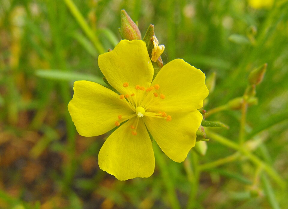 Crocanthemum scoparium (peak rushrose) (alternate view 7)