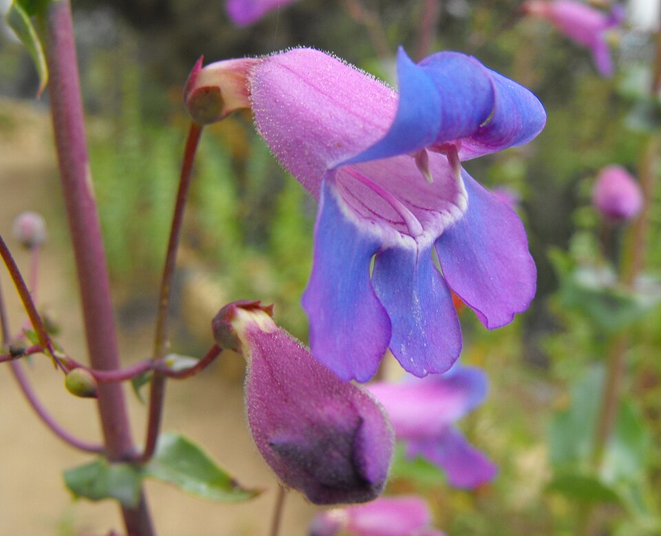 Penstemon spectabilis (Showy Penstemon) (alternate view 7)