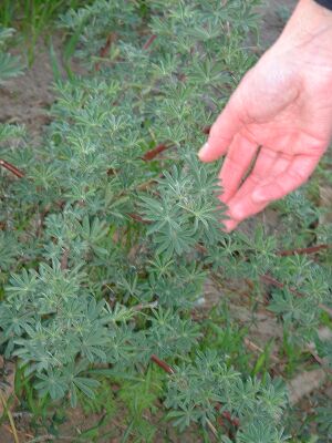 Lupinus arboreus (coastal bush lupine)