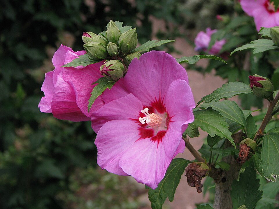 Hibiscus syriacus 'Woodbridge' (Pink Rose of Sharon) (alternate view 2)