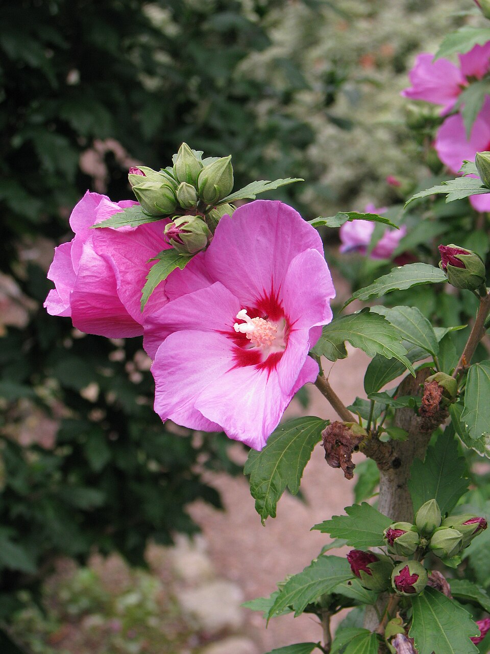 Hibiscus syriacus 'Woodbridge' (Pink Rose of Sharon) (alternate view 3)