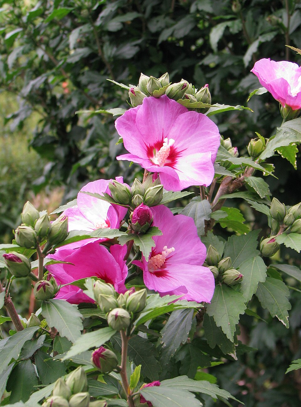Hibiscus syriacus 'Woodbridge' (Pink Rose of Sharon) (alternate view 4)