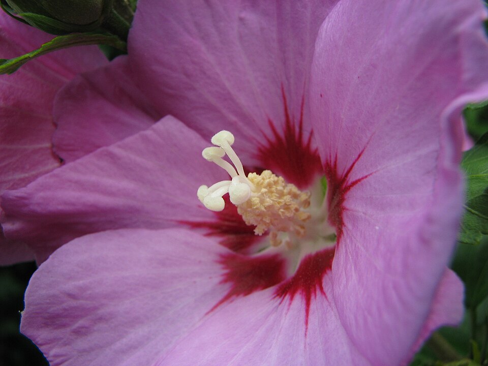 Hibiscus syriacus 'Woodbridge' (Pink Rose of Sharon) (alternate view 5)