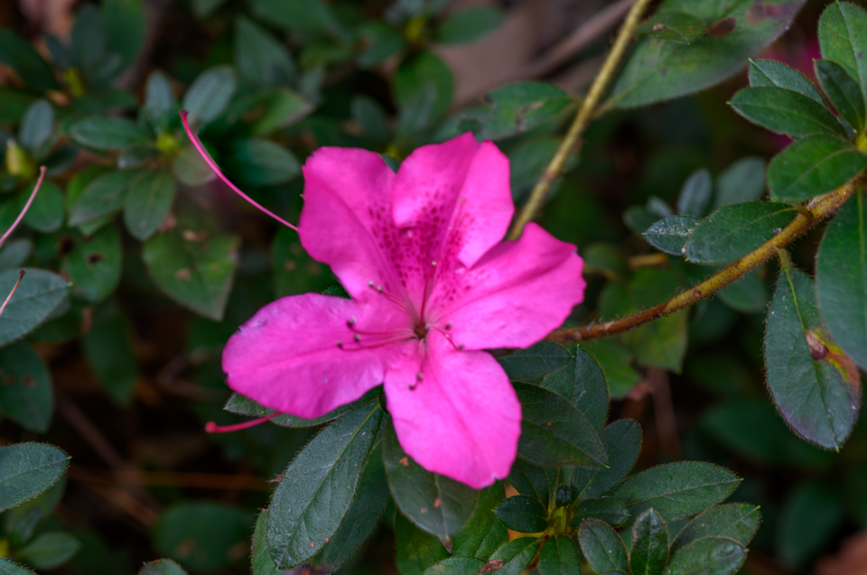 Rhododendron 'Autumn Royalty' (Autumn Royalty Encore Azalea) (alternate view 2)