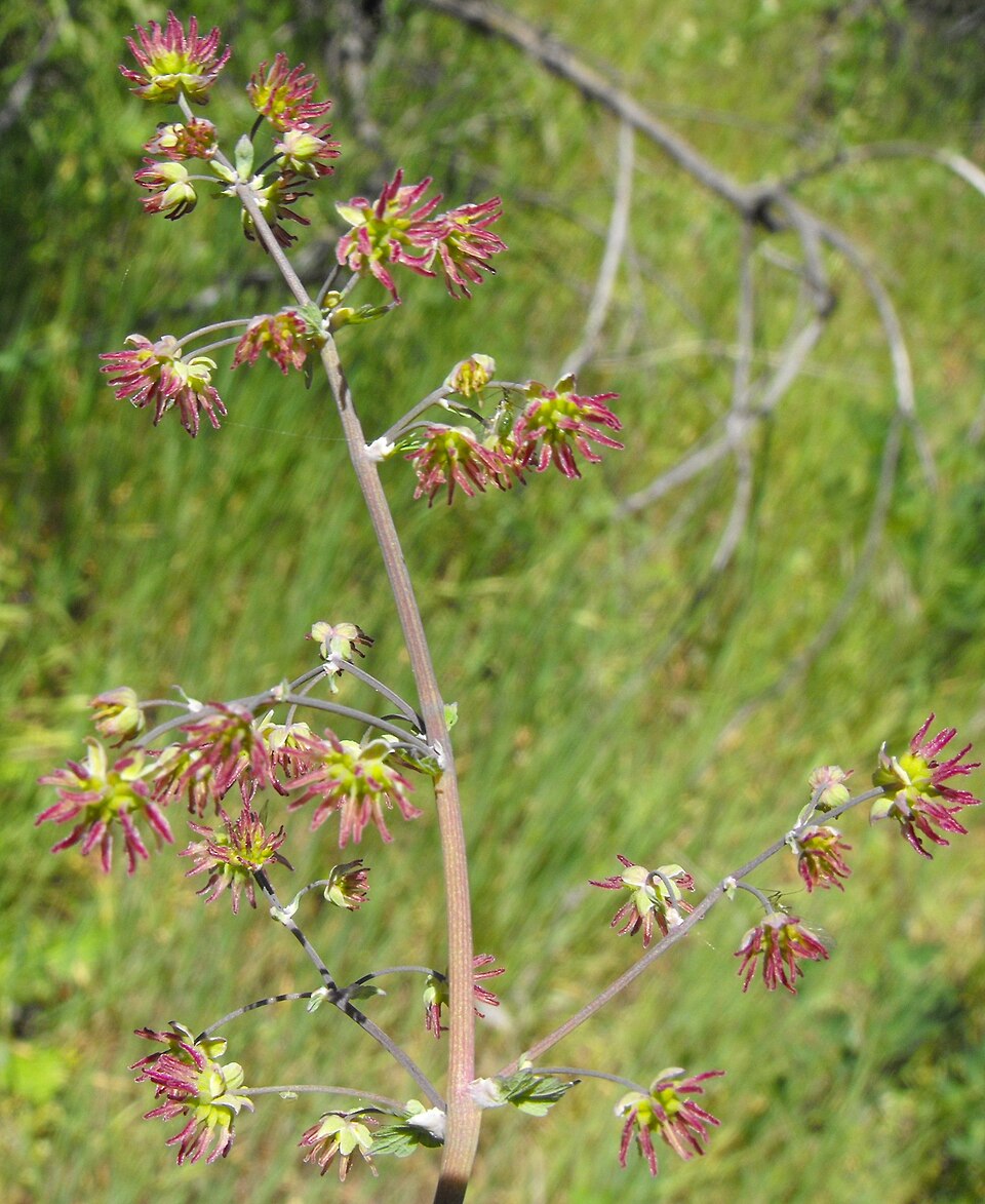Thalictrum fendleri (Torrey's Meadow-Rue) (alternate view 7)