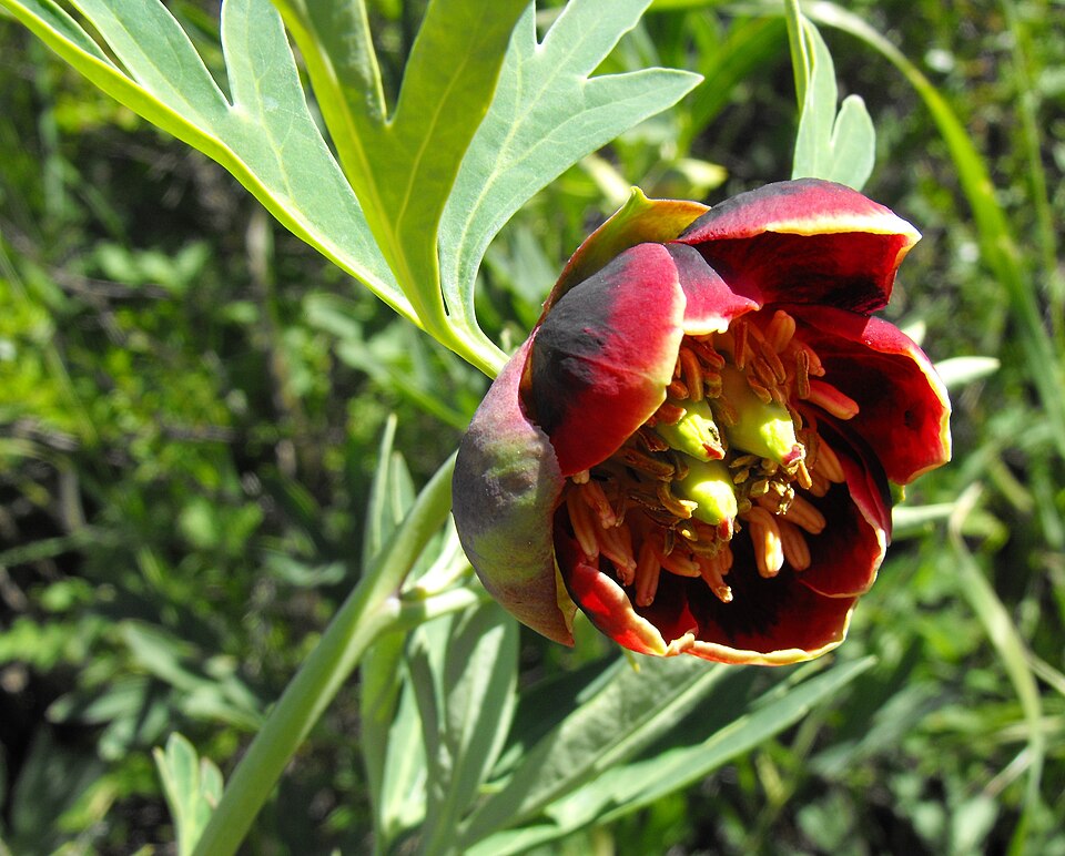 Paeonia californica (California Peony) (alternate view 8)