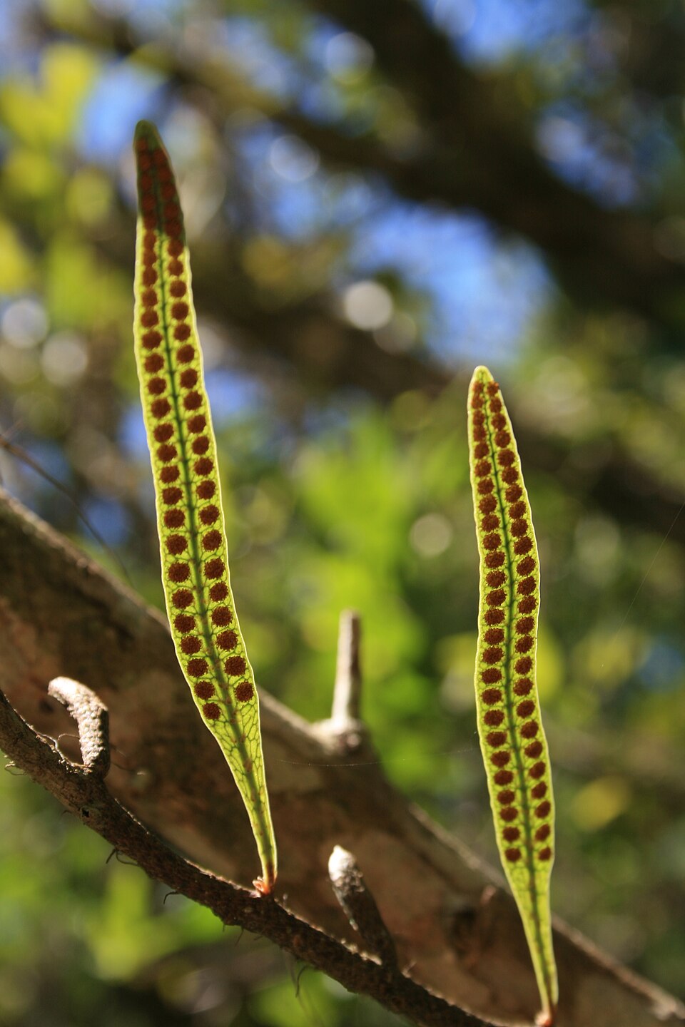 Microgramma (Snakeferns)