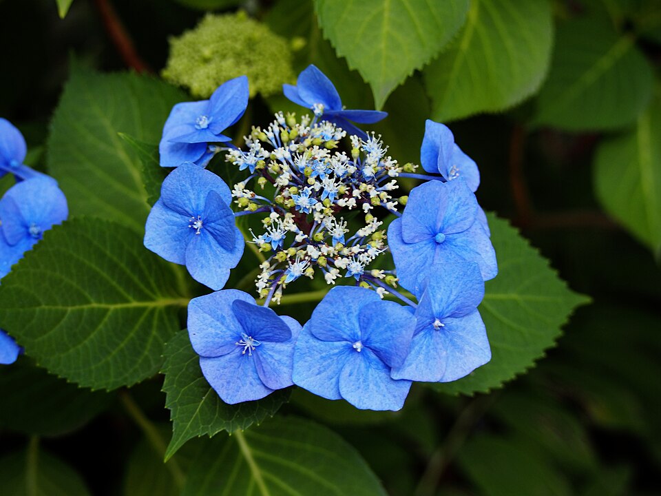 Hydrangea macrophylla 'Blaumeise' (Blue Tit Hydrangea) (alternate view 5)