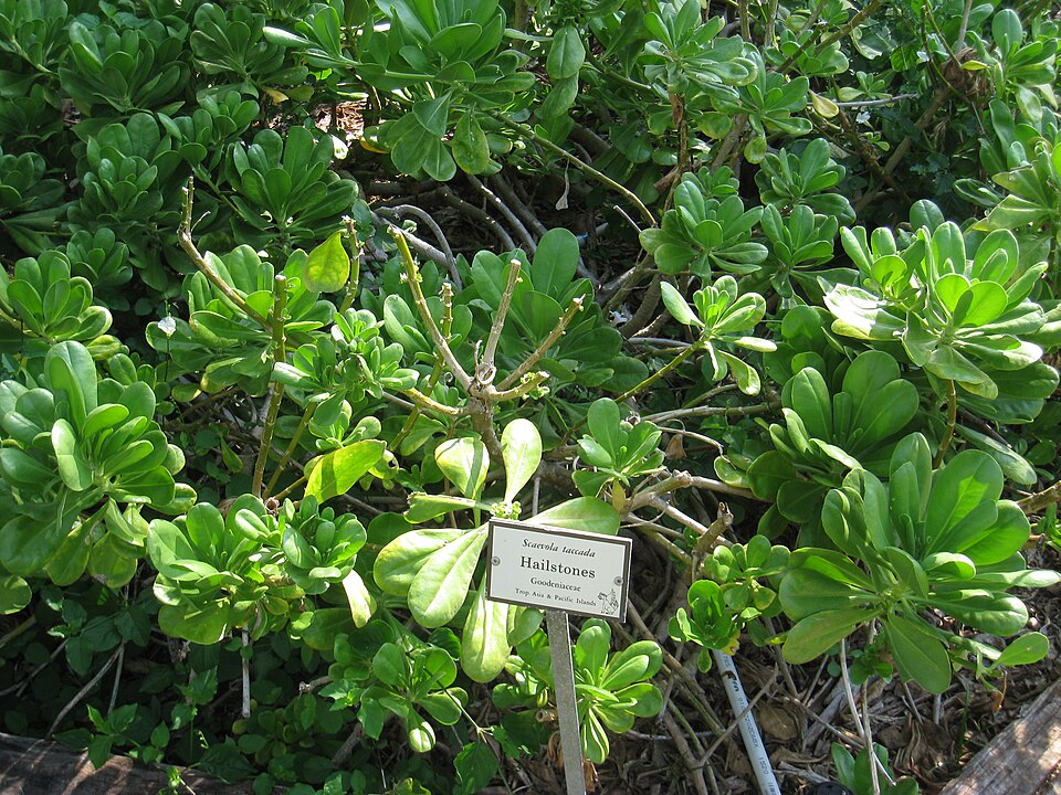 Scaevola taccada (beach naupaka) (alternate view 6)