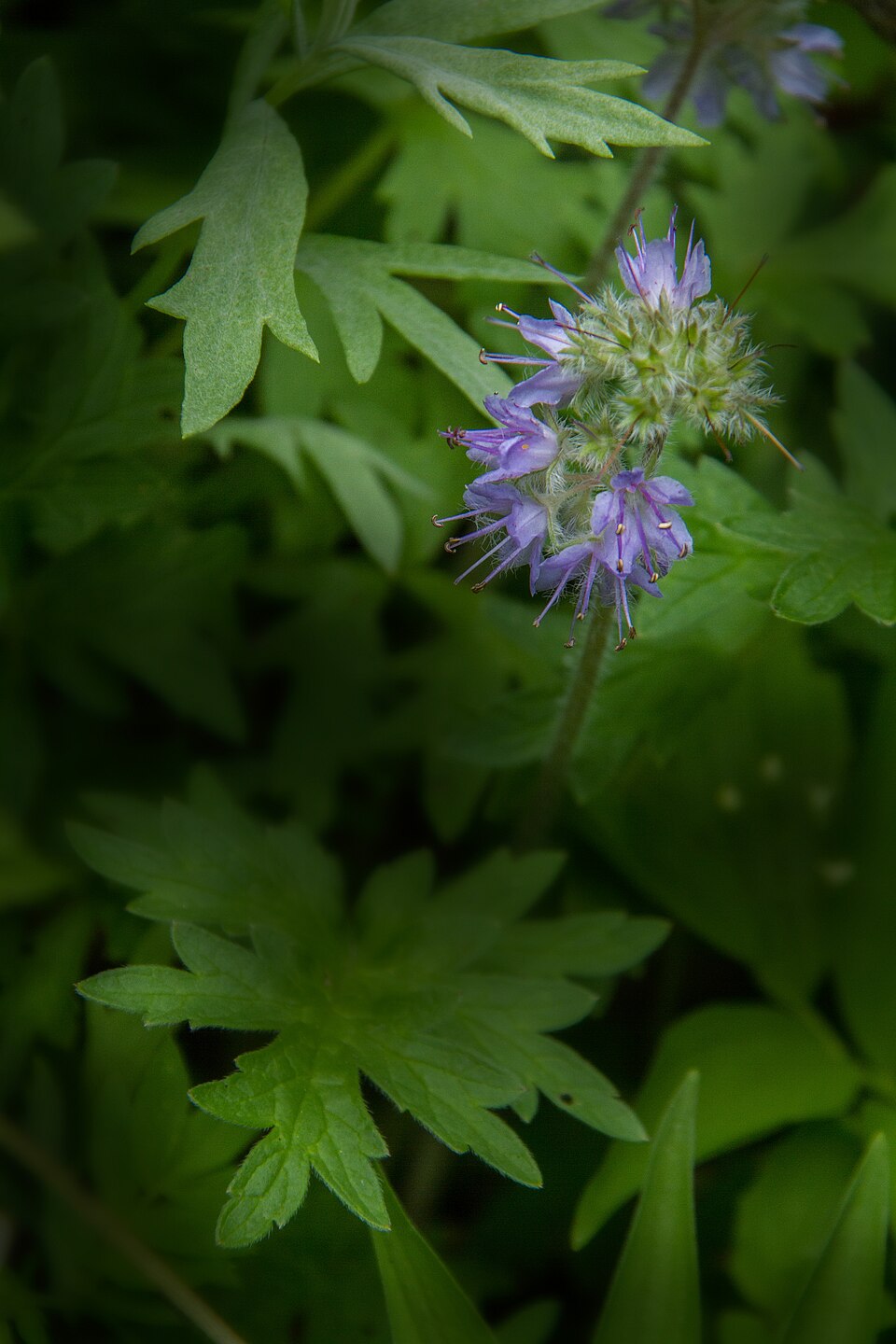 Hydrophyllum (Waterleaves)