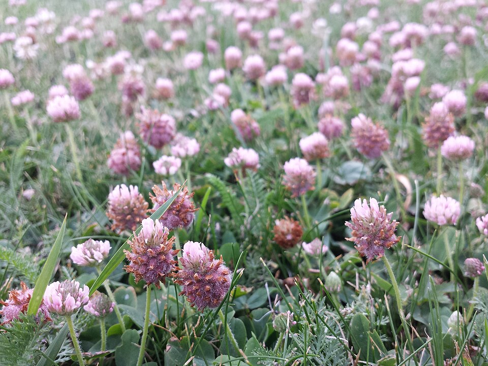 Trifolium fragiferum (Strawberry clover) (alternate view 10)