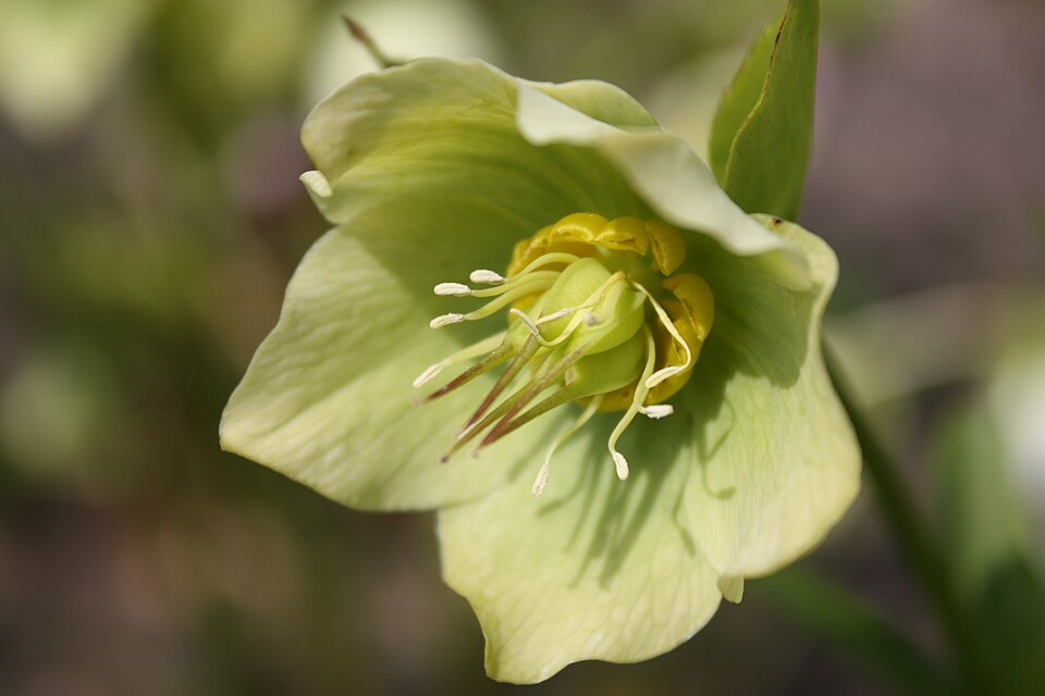 Helleborus orientalis (Lenten Rose) (alternate view 8)