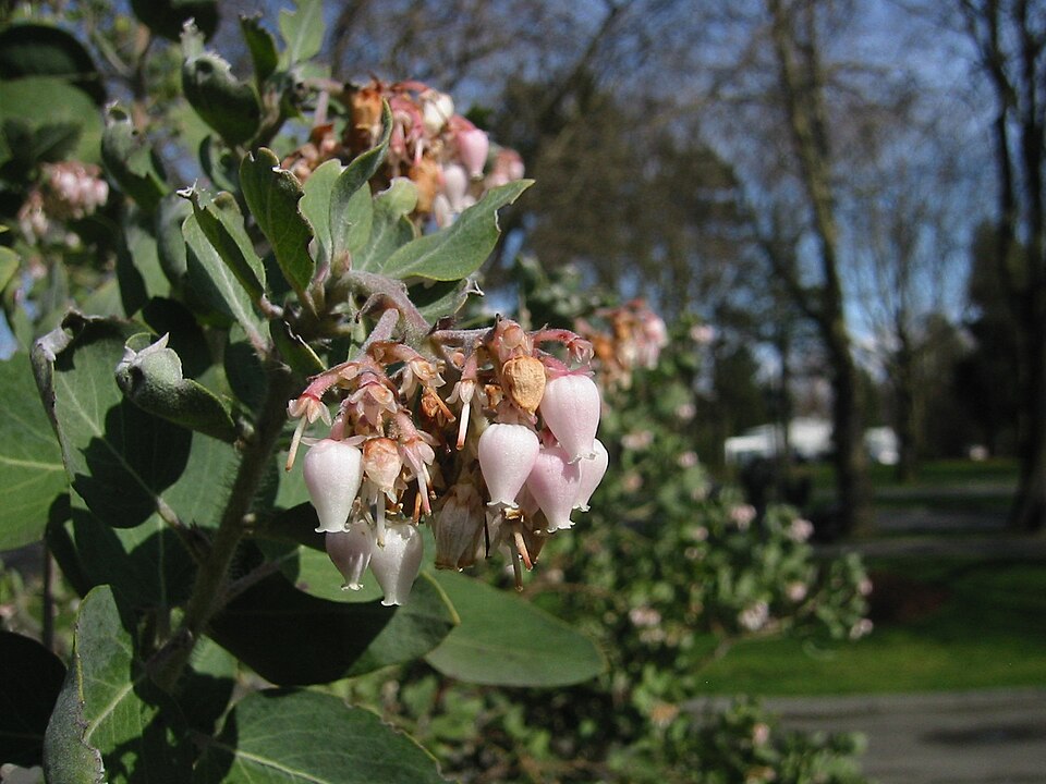 Arctostaphylos viscida (Whiteleaf Manzanita)