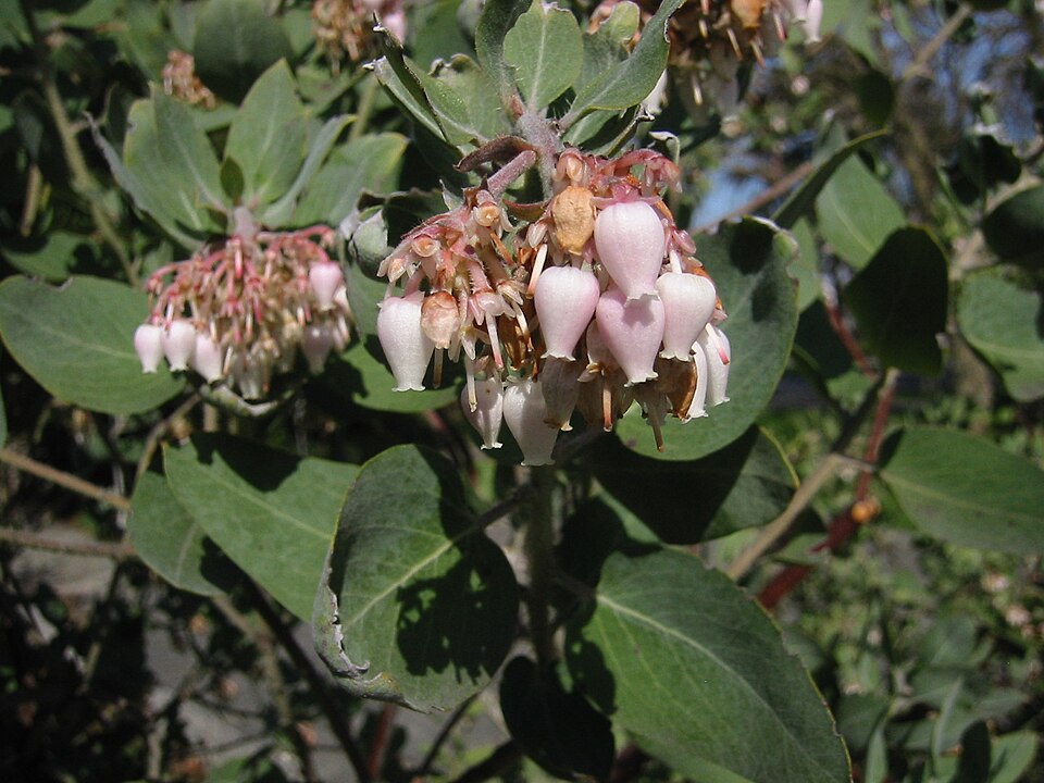 Arctostaphylos viscida (Whiteleaf Manzanita) (alternate view 2)