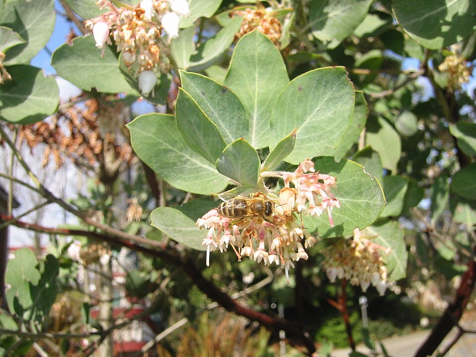Arctostaphylos viscida (Whiteleaf Manzanita) (alternate view 3)