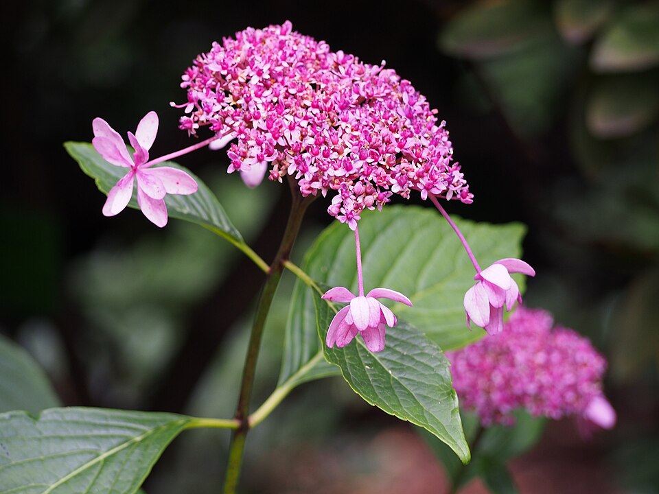 Hydrangea macrophylla 'Izu-no-hana' (Izu-no-hana Hydrangea)