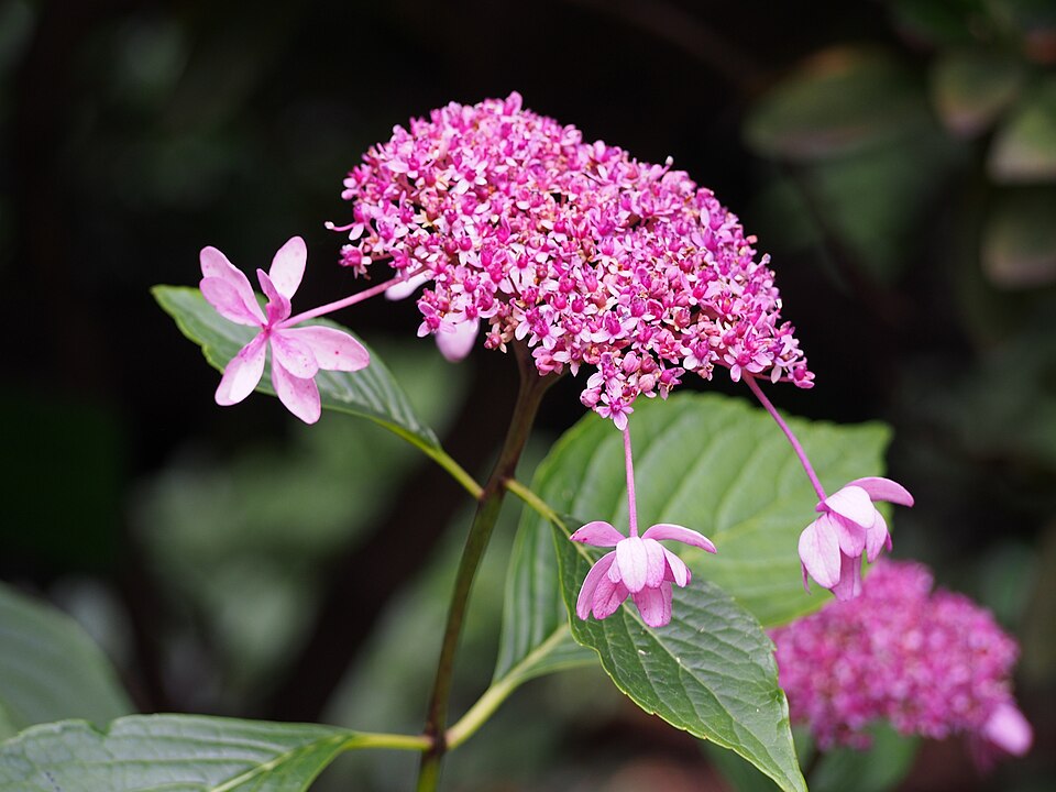 Hydrangea macrophylla 'Izu-no-hana' (Izu-no-hana Hydrangea) (alternate view 2)