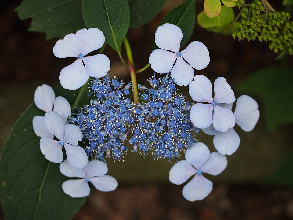 Hydrangea serrata 'Blue Billow' (Blue Billow Hydrangea)