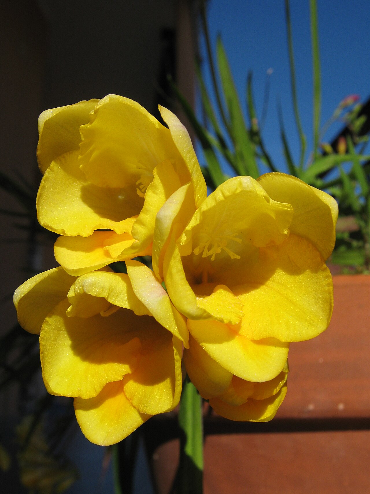 Freesia refracta, Freesia — clumping deciduous (Iridaceae) (image 1 of 9)