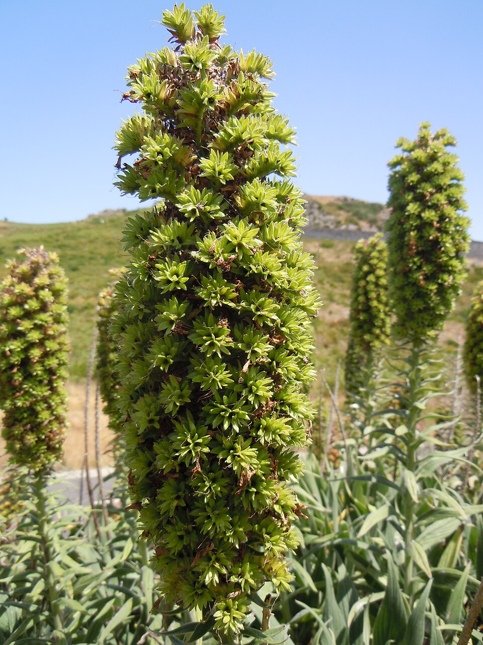 Echium candicans (Pride of Madeira) (alternate view 9)