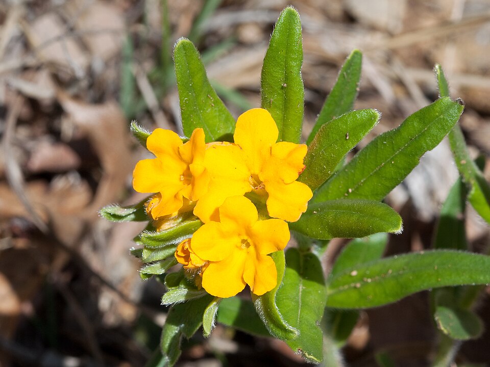 Lithospermum canescens (hoary puccoon) (alternate view 8)