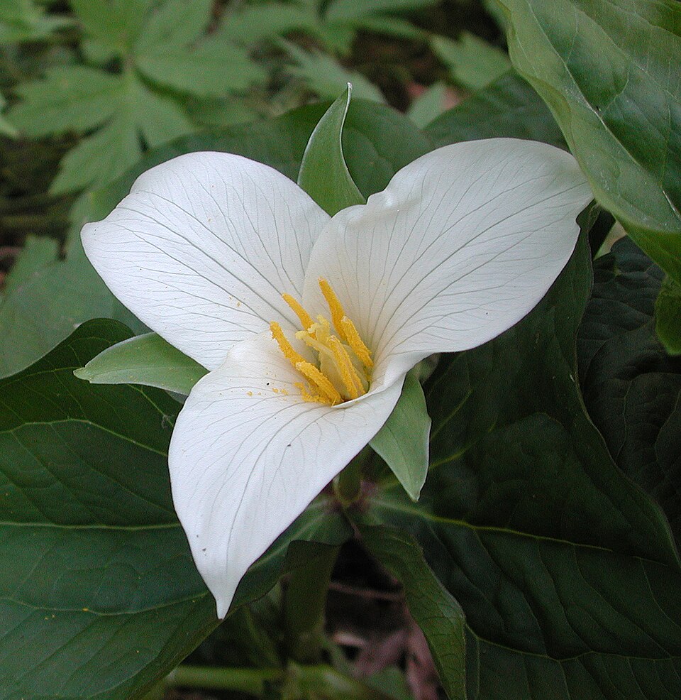 Trillium ovatum (western trillium) (alternate view 10)