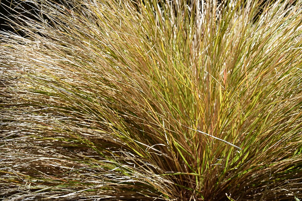 Anemanthele lessoniana (New Zealand Wind Grass) (alternate view 7)
