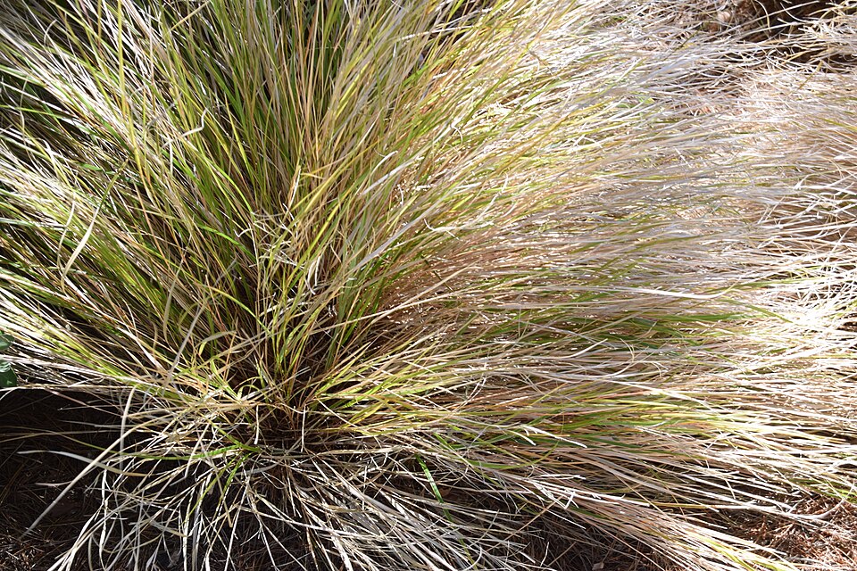 Anemanthele lessoniana (New Zealand Wind Grass) (alternate view 8)