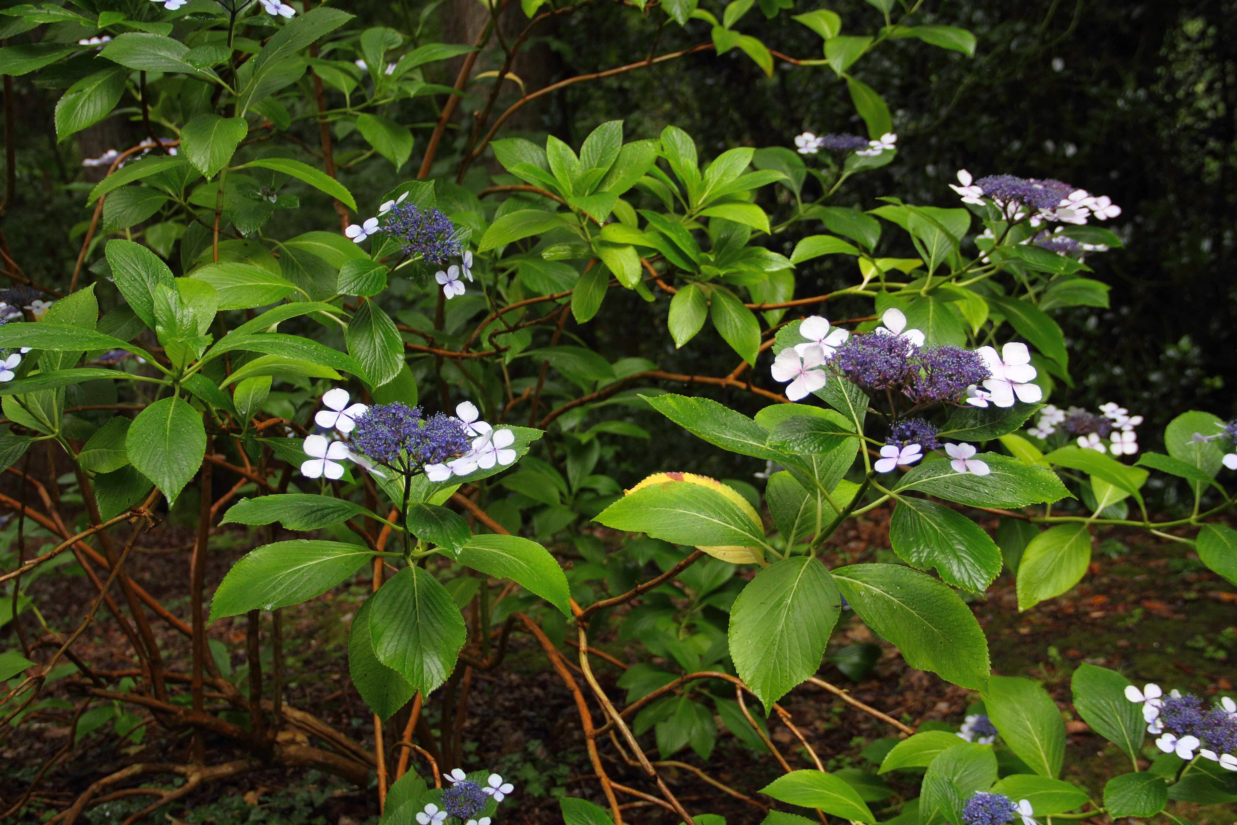 Hydrangea serrata, Mountain hydrangea — mounding deciduous (Hydrangeaceae) (image 3 of 7)