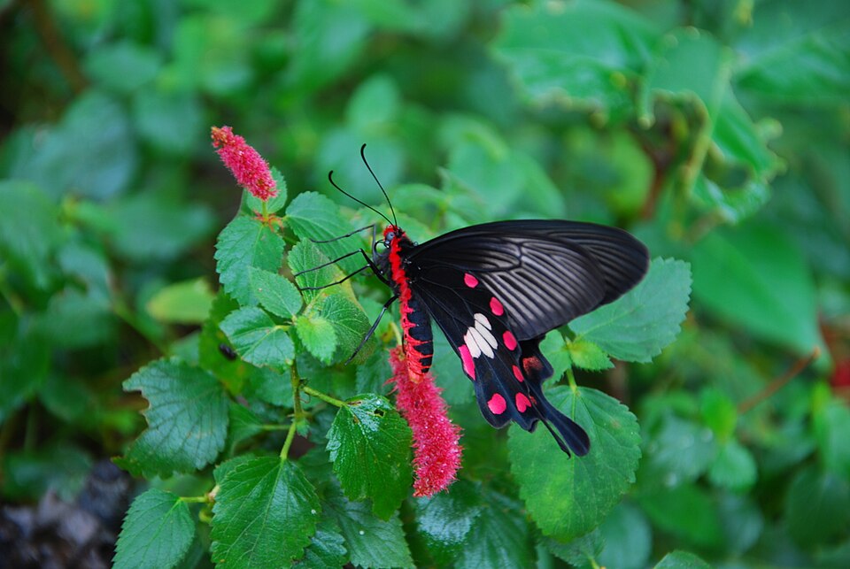 Acalypha (three-seeded mercuries) (alternate view 3)