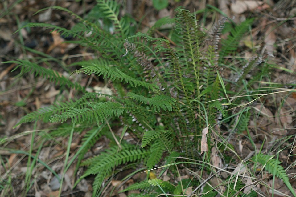 Doodia aspera (Prickly Rasp fern) (alternate view 6)