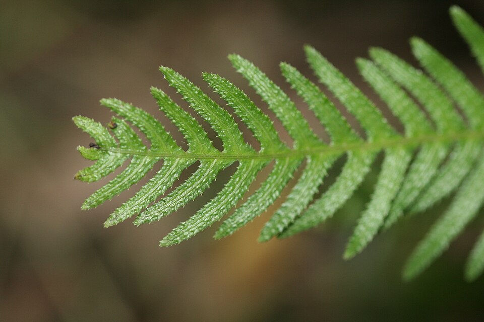 Doodia aspera (Prickly Rasp fern) (alternate view 7)