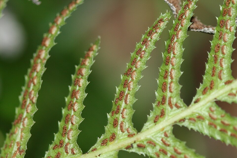 Doodia aspera (Prickly Rasp fern) (alternate view 8)