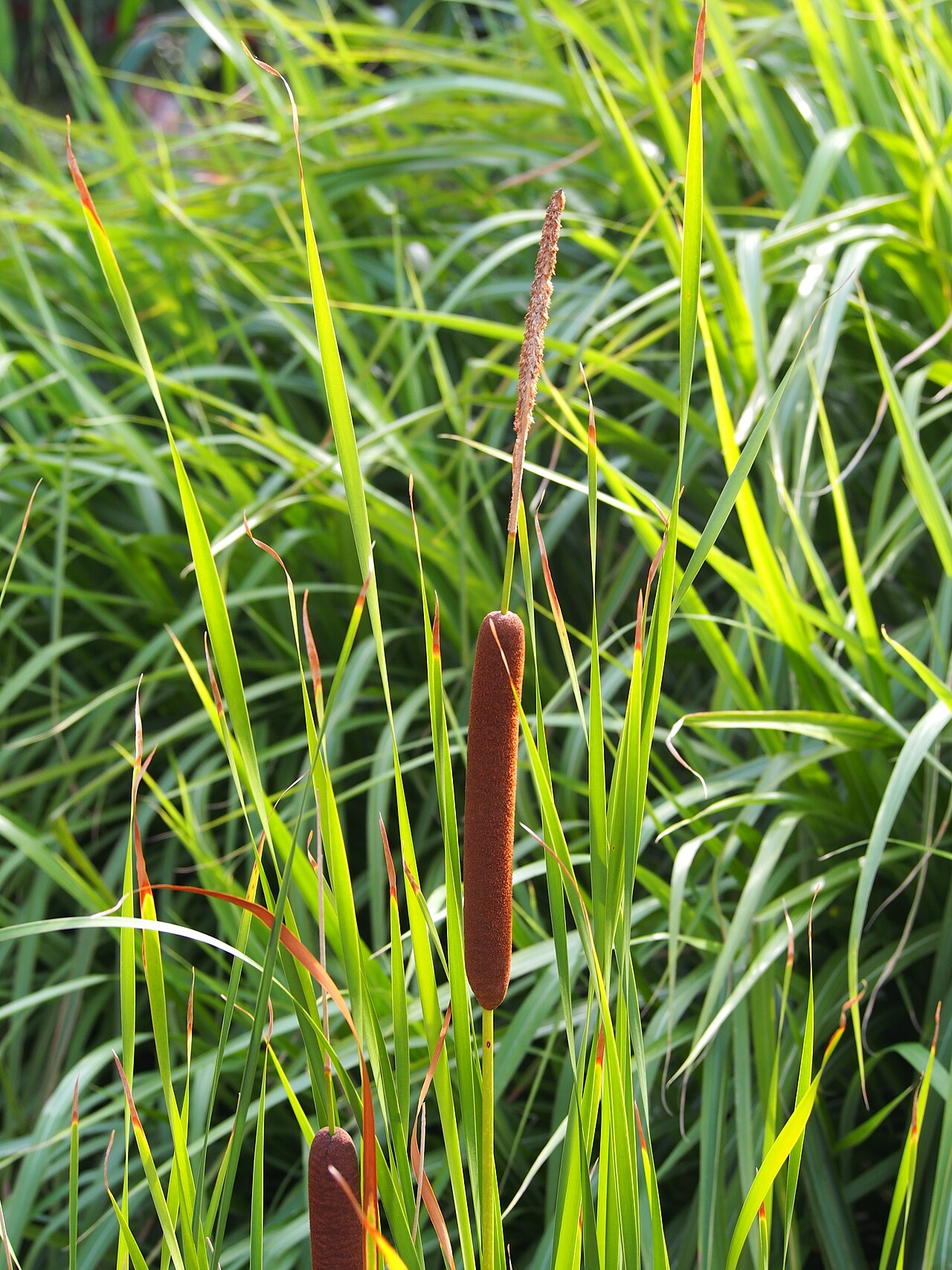 Typha angustifolia (slender-leaved cattail)