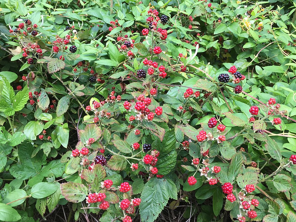 Rubus allegheniensis (Allegheny blackberry)