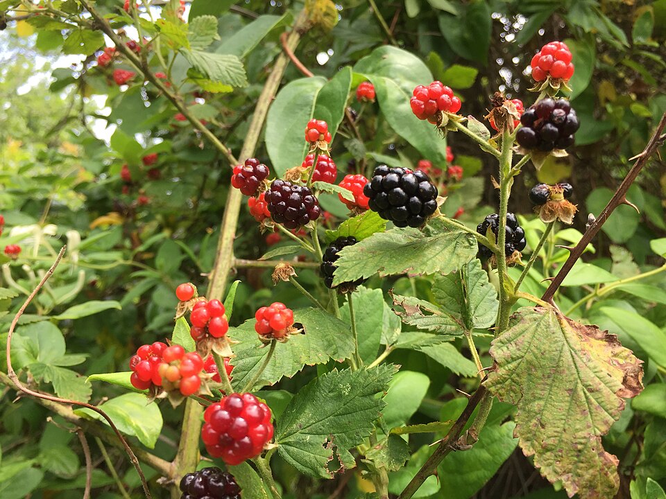 Rubus allegheniensis (Allegheny blackberry)