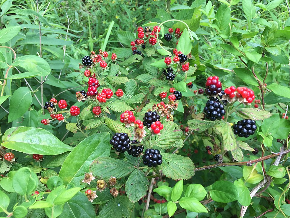 Rubus allegheniensis (Allegheny blackberry)
