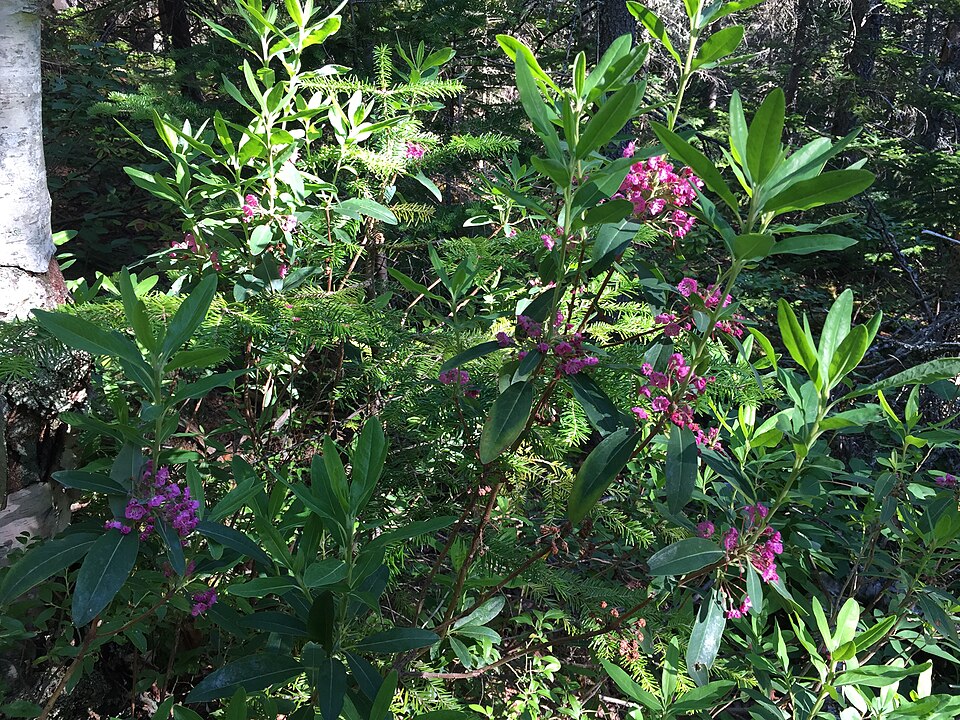 Kalmia angustifolia (sheep laurel)