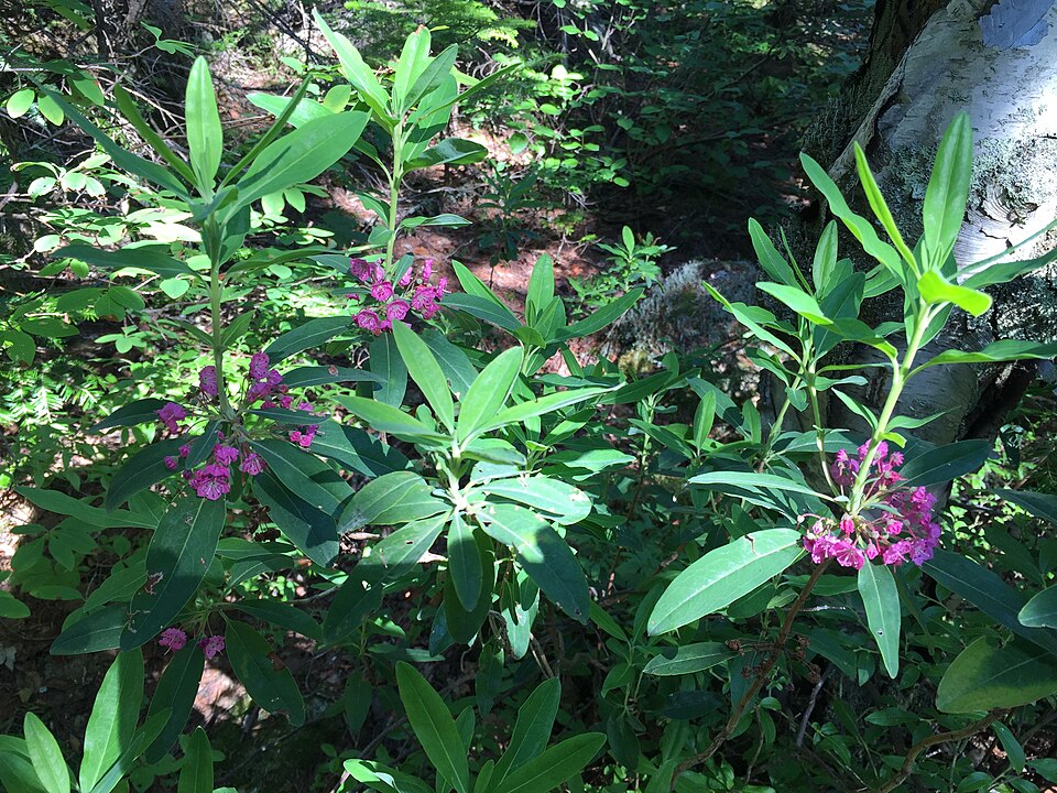 Kalmia angustifolia (sheep laurel)