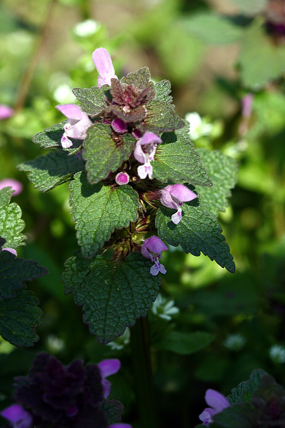 Lamium purpureum (red deadnettle)