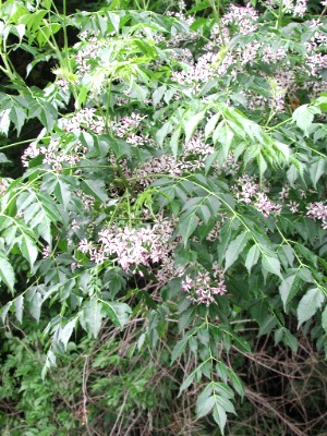 Melia azedarach (Chinaberry)